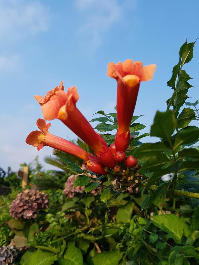 Jeju Eco Suites Seogwipo Luaran gambar