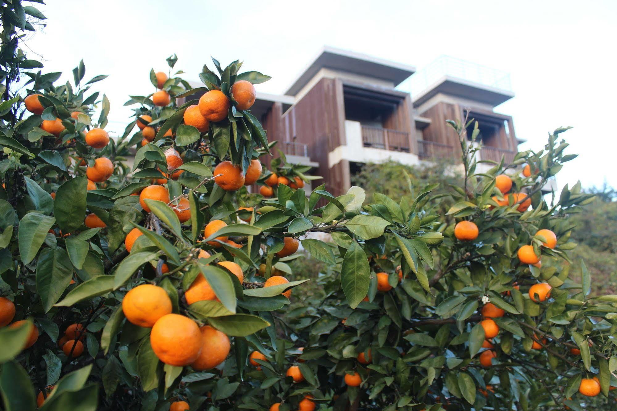 Jeju Eco Suites Seogwipo Luaran gambar